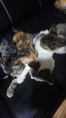 Отдам котят, срочно