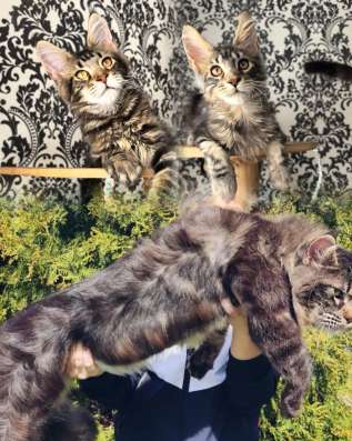 Котята мейн-кун