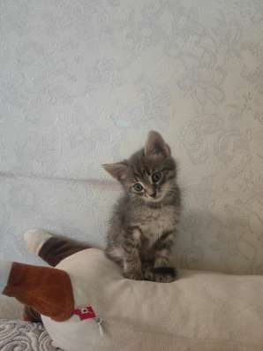 Котенок в Якутске фото 3