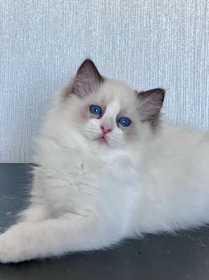 Котёнок Рэгдолл в Москве фото 6