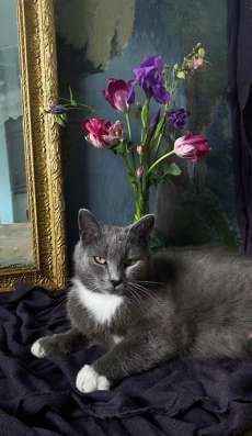 Кошка идет дом ?