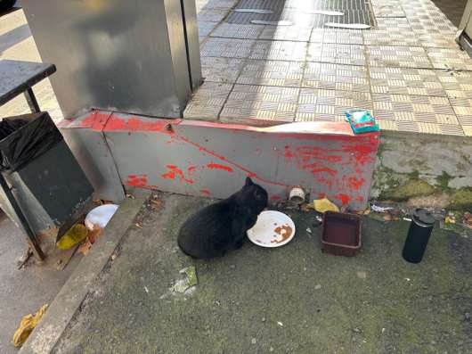 Отдам кота в добрые руки в Воронеже