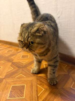 Отдаем кошку)