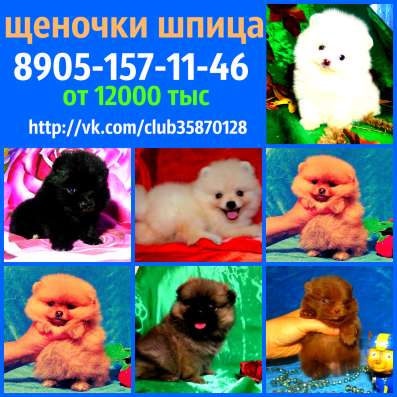 Щеночки Шпица. разные окрасики