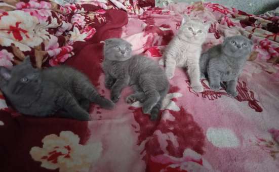 Шотландские котята фото 13