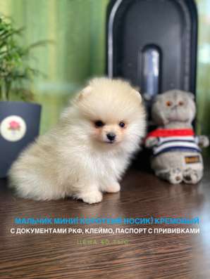 Шпицы с документами РКФ в Ростове-на-Дону фото 6