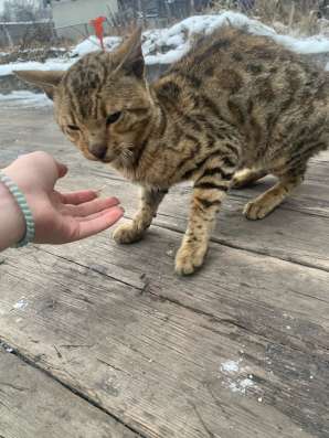 Отдам кота в хорошие в Киселевске фото 8