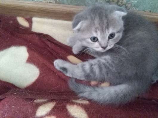Британские котятки фото 6