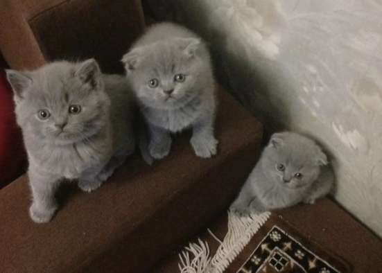 Шотландские котята