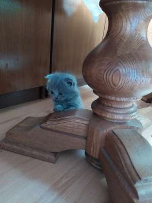 ШОТЛАНДСКИЕ КОТЯТА фото 7