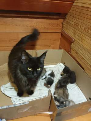 Котята полукровки МэйнКун в Братске