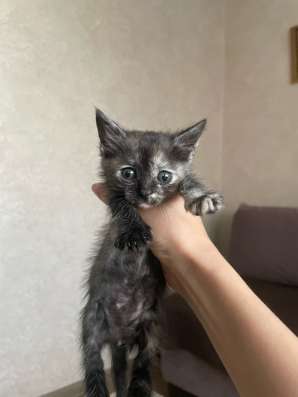 Котята в добрые руки! в Нижнем Новгороде