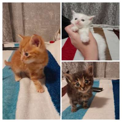 Котятки ищут дом