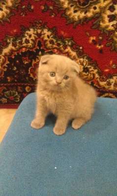 ВИСЛОУХИЕ КОТЯТА