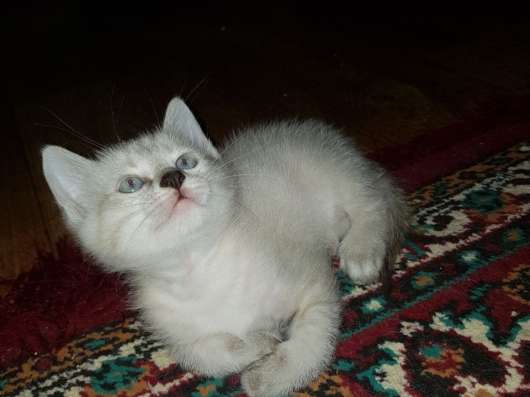 Продаю замечательного котёнка