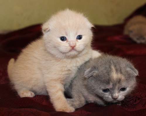 Шотландские котята