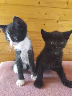 Отдам котят в добрые руки в Севастополе