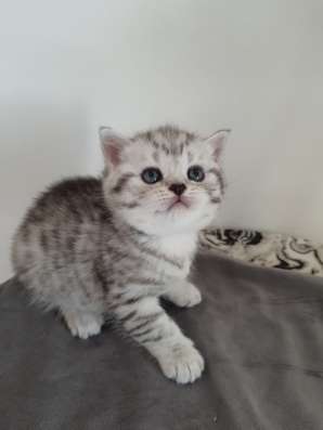 Красивые британские котята фото 3
