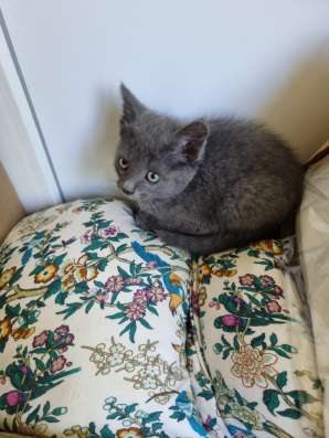 Котенок бесплатно