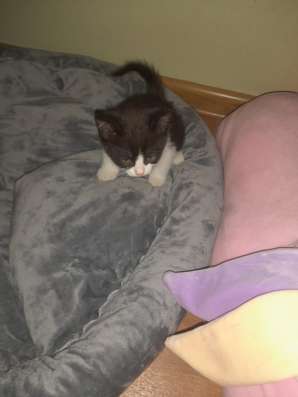 Котята в добрые руки, бесплатно в Подольске