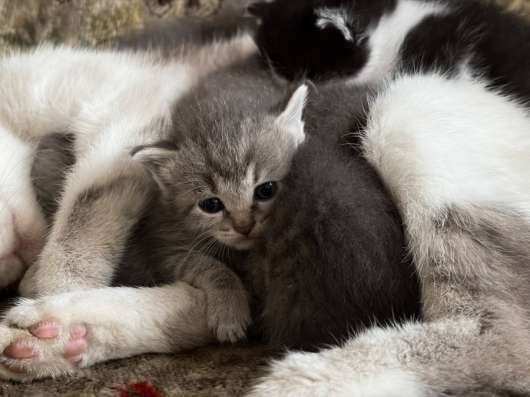 Котята в добрые руки в Междуреченске