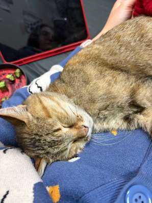 Домашняя кошка