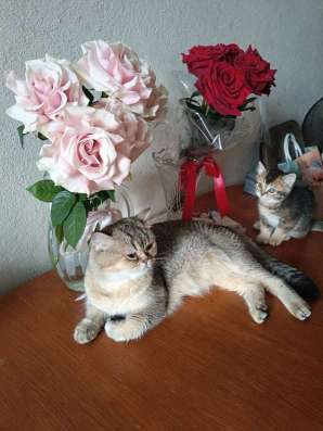Британская золотая Шиншила в Барнауле фото 6