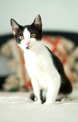 Котенок Котя ищет семью