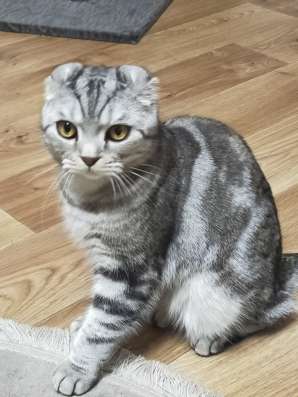 Шотландские котята фото 11
