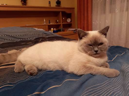Невеста ищет здорового кота