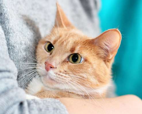 Рыженькая кошка Мамка в дар