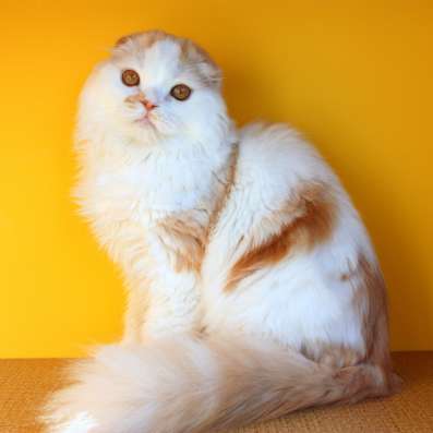 Шотландский котёнок в Санкт-Петербурге