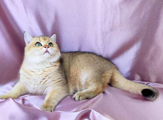 Golden Shorthair фото 4
