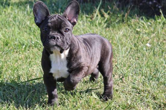 Французский бульдог bulldog фото 8
