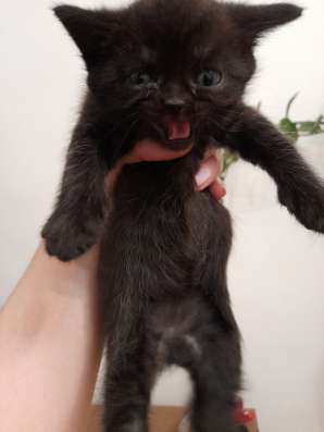 Шотландские котята в Орске