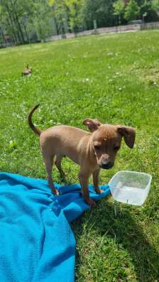 Zwergpinscher мини (до 2.5 кг) фото 4