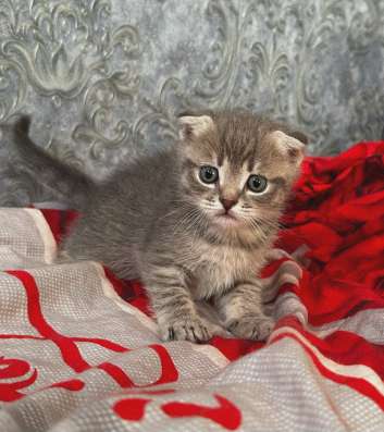 Шотландские котята в Рязани фото 5