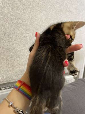 Бенгальские котята