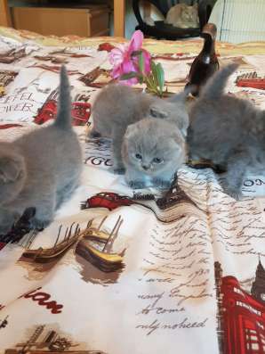 Шотландские элитные котята фото 9