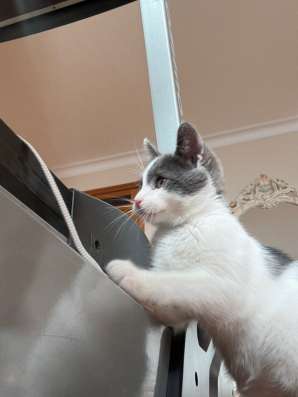 Котенок в добрые руки
