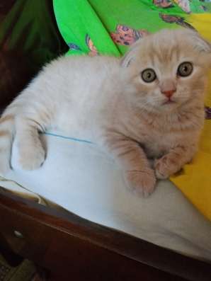 Вислоухий котенок скоттиш фолд