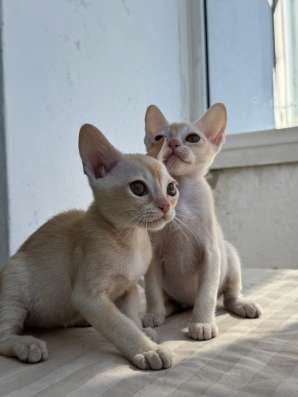 Бурманский котенок в Красноярске фото 3