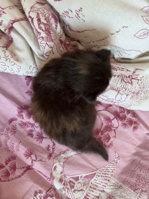 Котенок в добрые ручки в Жигулевске
