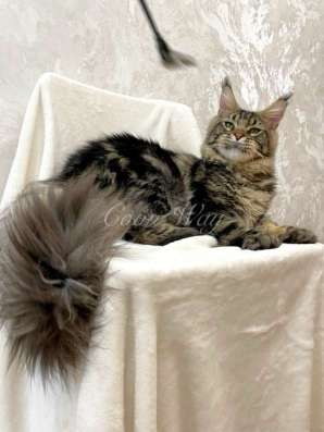 Котята Мейн Кун