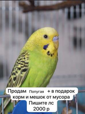 Продается попугая