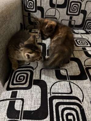 Отдам котят в хорошие руки в Москве