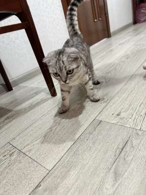 Шотландский котенок в Москве