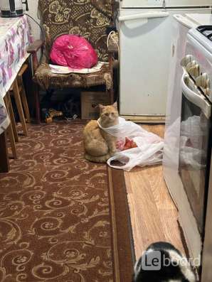 Отдам в добрые руки рыжую в Пятигорске
