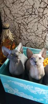 Канадский сфинкс, котята
