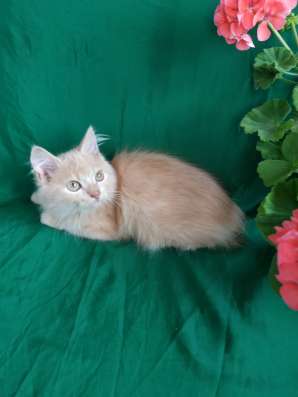 Шотландский котик в Симферополе фото 3